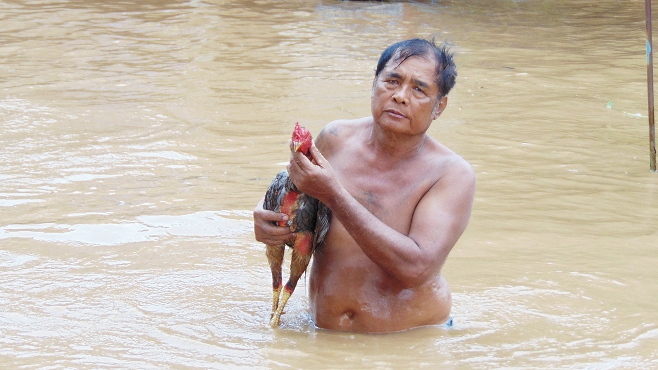 น้ำยมทะลักที่สุโขทัยท่วมซุ้มไก่ชน เจ้าของฝ่าน้ำช่วยไก่ราคาแพงทุลักทุเล