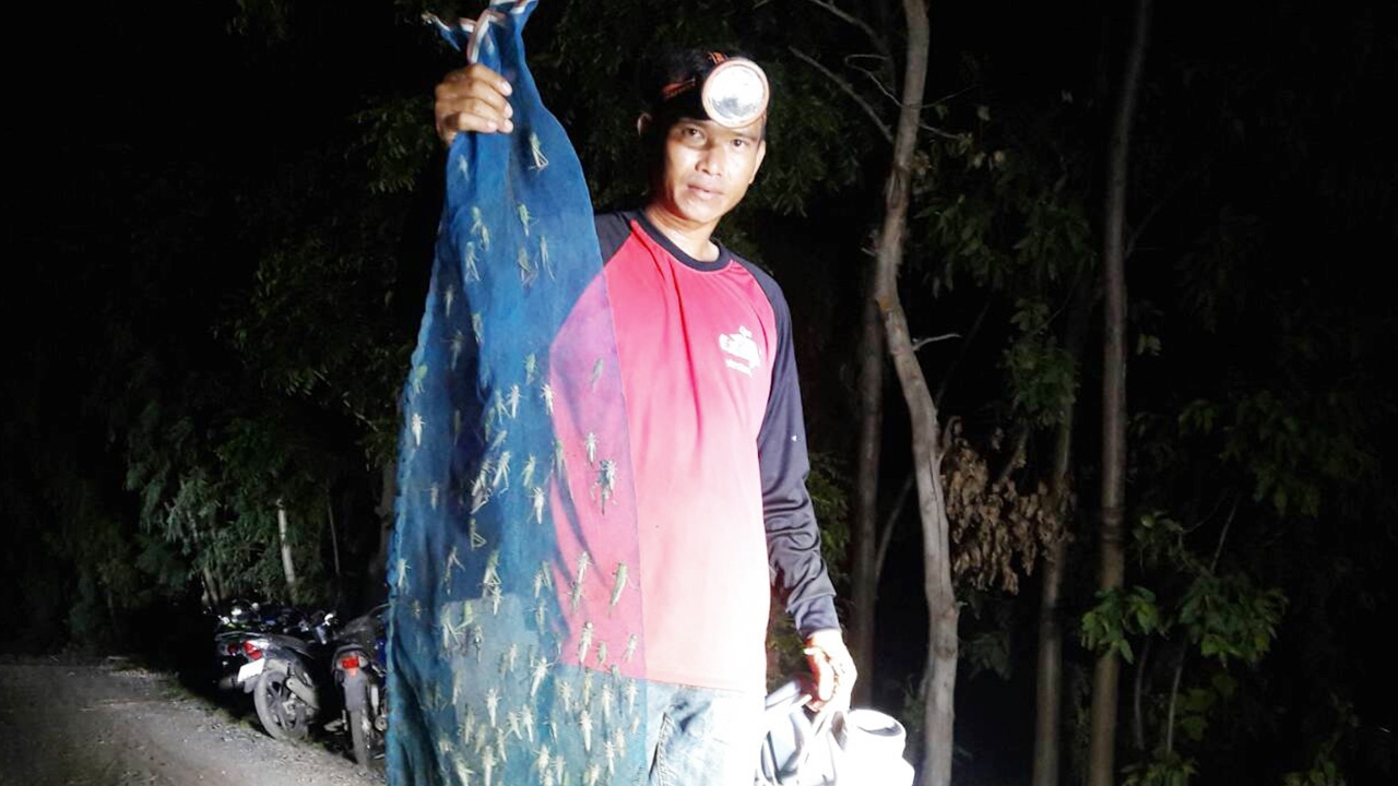 ฝูงตั๊กแตนลงนาข้าวที่พิมาย กลายเป็นโอกาสทอง ชาวนาจับขายสร้างรายได้