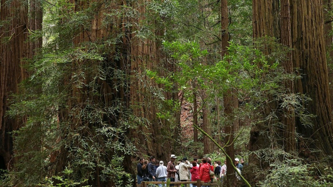 สุดปาฏิหาริย์ต้นไม้ใหญ่ 2,000 ปีในป่าเรดวูดส์ รอดไฟป่าแคลิฟอร์เนีย