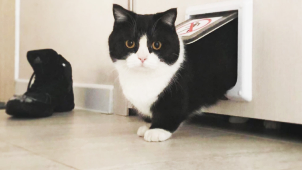 ชาวเน็ตเอ็นดูน้องแมวขาสั้นน่ารักปุ๊กปิ๊ก คนแห่ฟอลโลว์ไอจีเกือบ6หมื่นแล้ว