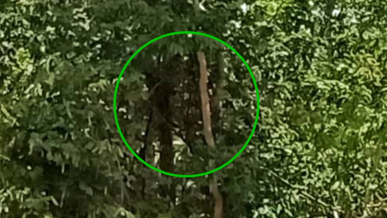 ภาพถ่ายติดวิญญาณ คล้ายผู้หญิงผมยาว ในป่าช้า เตรียมสร้างเมรุ