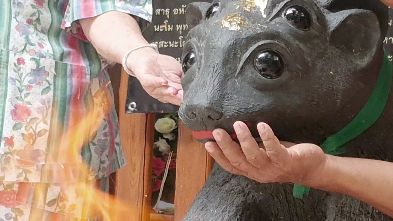 กระซิบหู ลูบปาก จุดไฟเผาถ่านขอ "เลขเด็ด" แมงสี่หูห้าตา ให้โชคมาหลายงวด