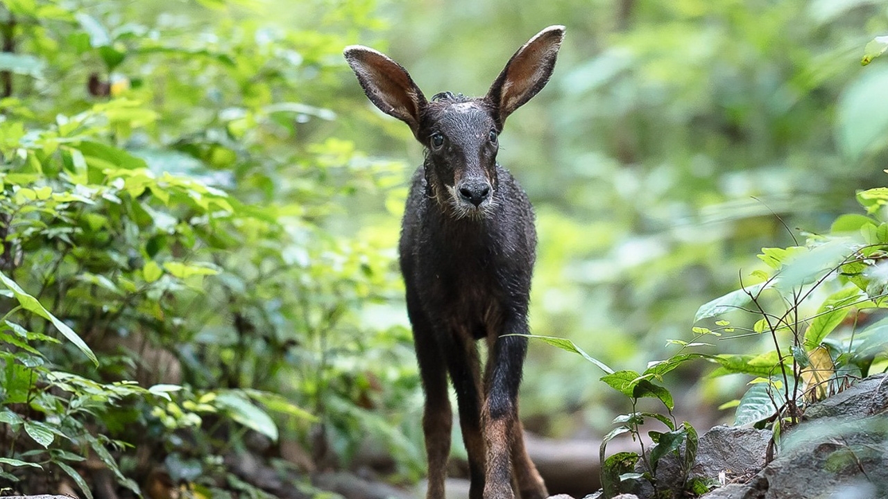 พบลูกเลียงผาหลงฝูงโผล่ อช.รามคำแหง ชี้ ป่าเขาหลวงอุดมสมบูรณ์มากขึ้น