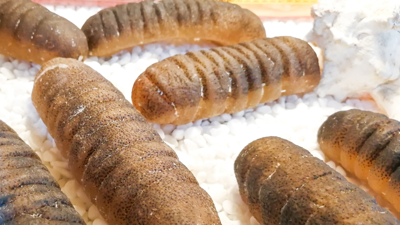 กรมประมง ผลักดัน "ปลิงทะเล" หลังเป็นที่นิยม ขายได้ราคาสูง กก.ละ 7,000 บาท