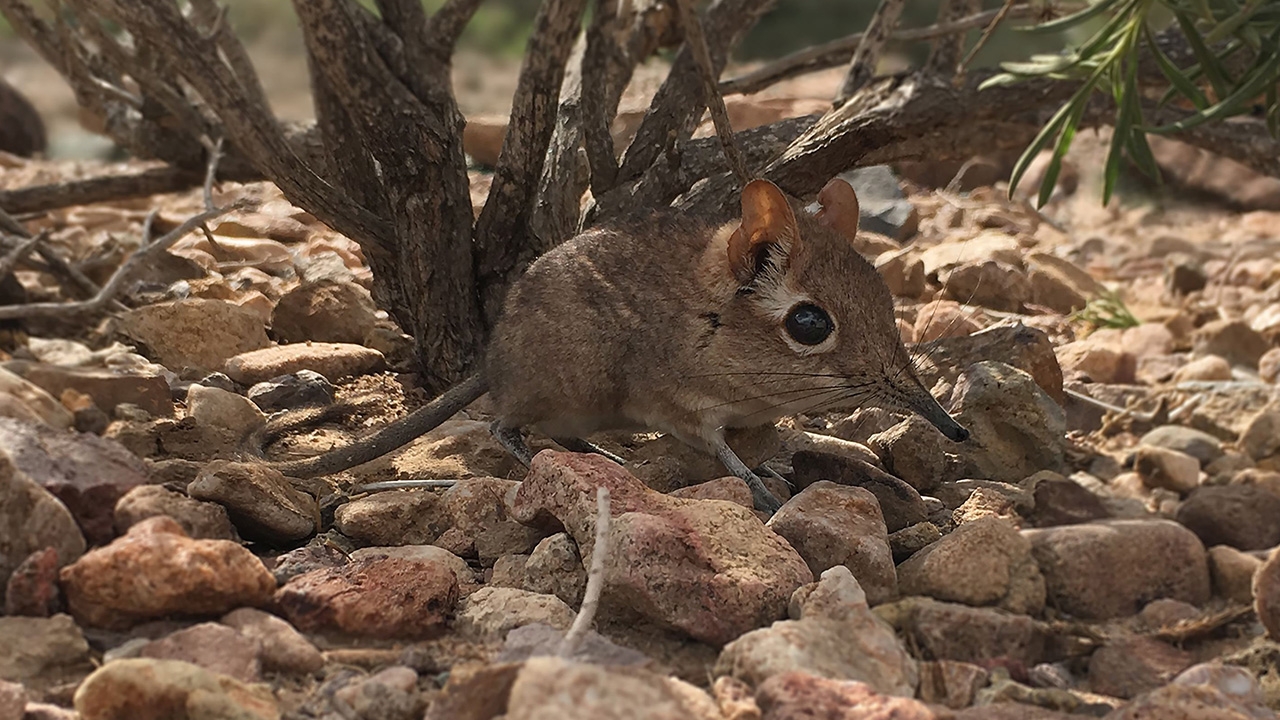 ฮือฮา พบ ‘หนูผีช้างโซมาเลีย’ ตัวเป็นๆ ครั้งแรกรอบ 50 ปี