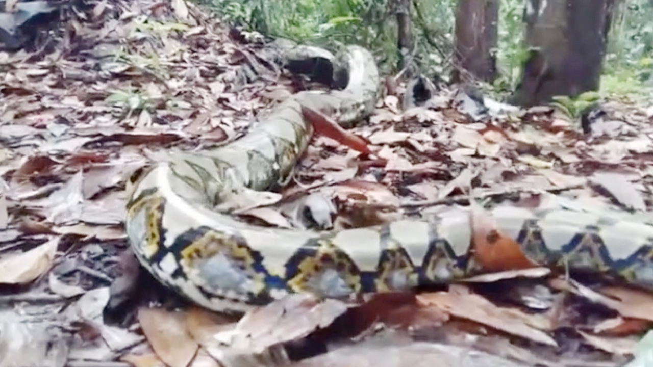 งูเหลือมยักษ์ 5 เมตร ขโมยไก่ไปเขมือบบนต้นไม้ วุ่นตามจับนาน 2 ชม.