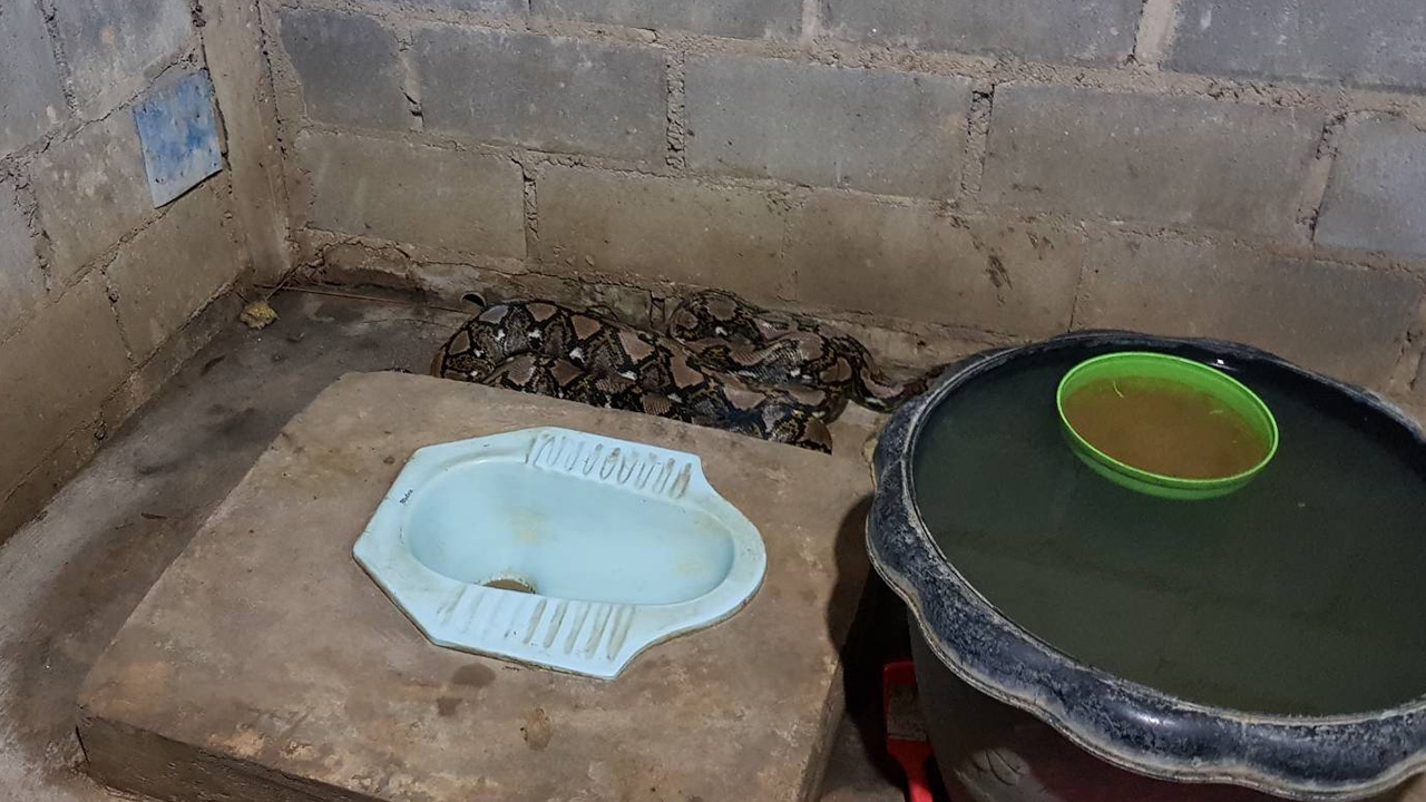 งูเหลือมจอมตะกละ เขมือบแมว 2 ตัวซ้อน นอนย่อยสบายใจในห้องน้ำ