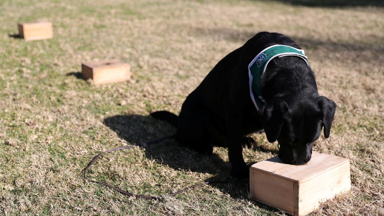 ไม่ธรรมดา! สุนัขตำรวจชิลีช่วยสแกน ผู้ป่วยโควิด-19 ได้ด้วยการดมกลิ่น