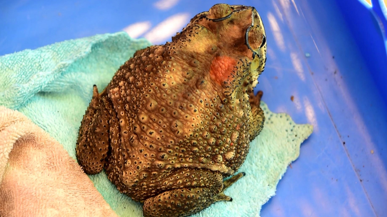 แห่ขอเลขเด็ด "คางคก" สีทองประหลาด เคยให้โชคครั้งก่อน งวดนี้ได้ลุ้น