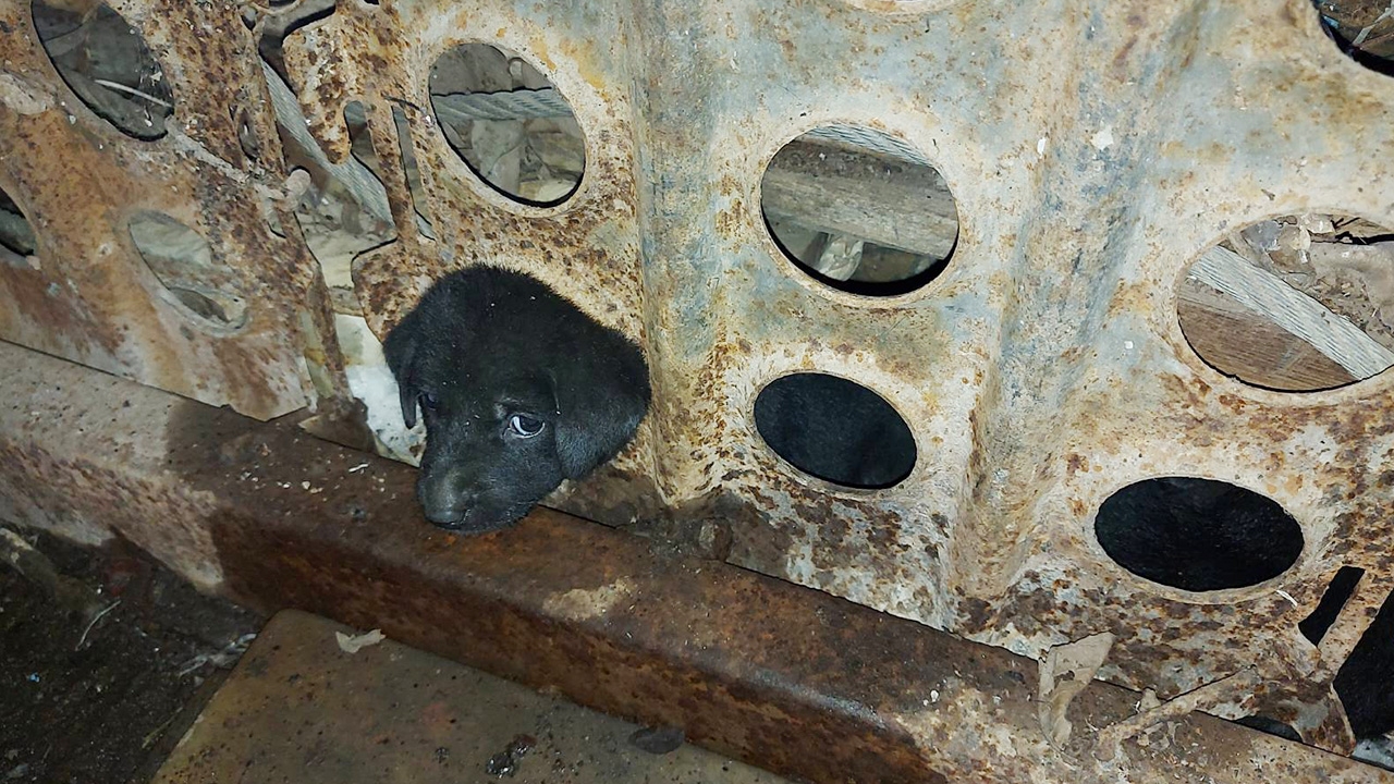 หนุ่มกู้ภัยลพบุรี รุดช่วย 2 ลูกหมาเล่นซน มุดรูรั้วเหล็กหัวติดออกไม่ได้