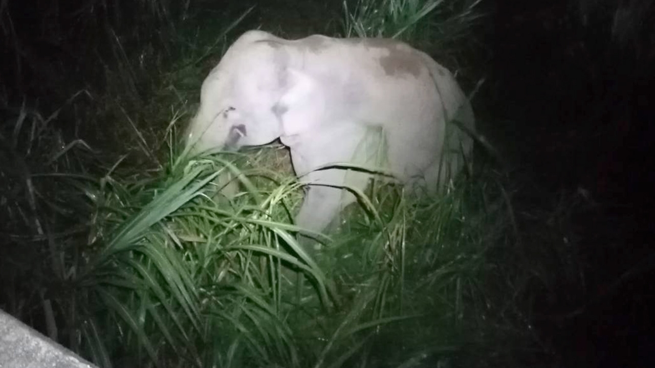 ช้างป่ากระทืบลุงเมืองคอน ขณะหาผักริมคลอง ร่างแหลกดับคาที่ ที่ อ.นบพิตำ