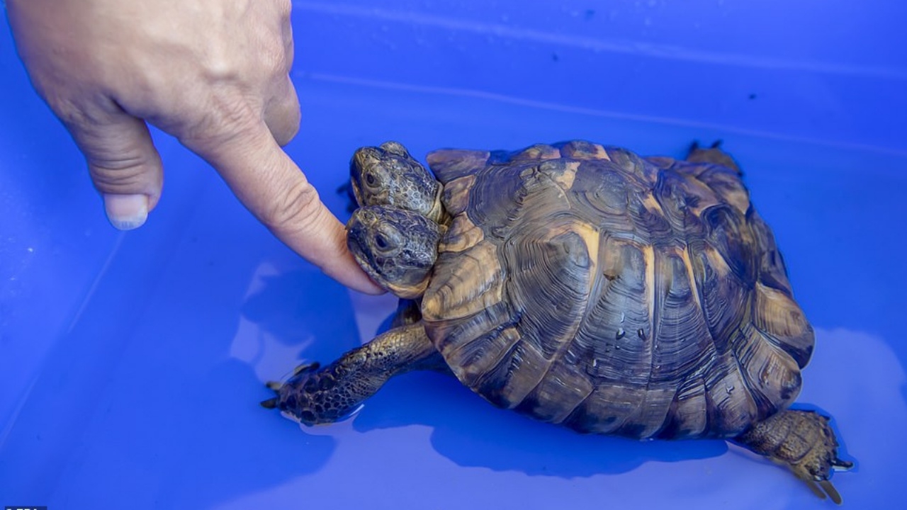 น่าเอ็นดู เต่าสองหัวอายุยืนในสวิตเซอร์แลนด์ เตรียมฉลองวันเกิด 23 ปี