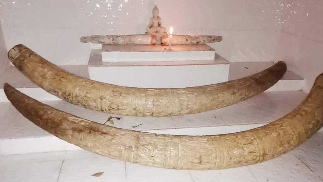 ทหารดีเคบีเอตามเจอแล้ว งาช้างหมู่บ้านกะเหรี่ยงฤาษี รอประสานส่งกลับไทย