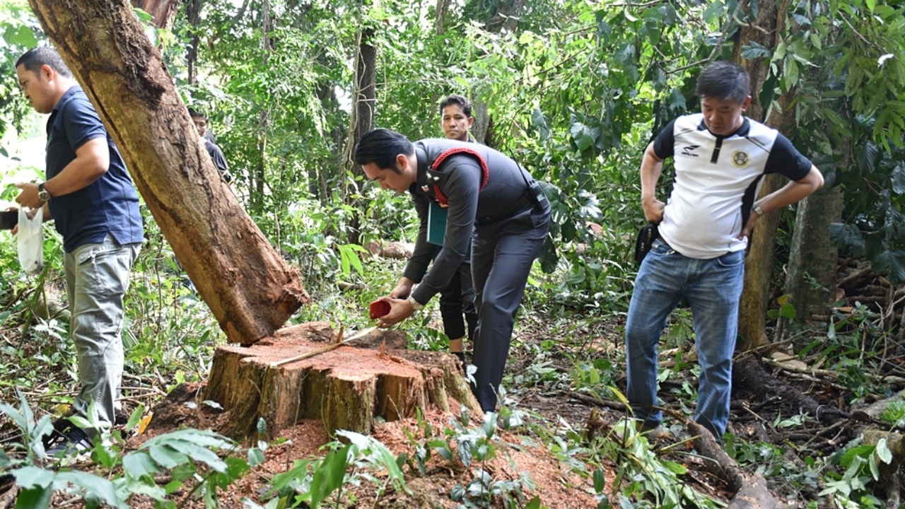 ลอบตัดไม้พะยูง 100 ปี สวนเมืองจันท์ เคยมีคนเสนอ 3 แสนขอซื้อ แต่ไม่ขาย