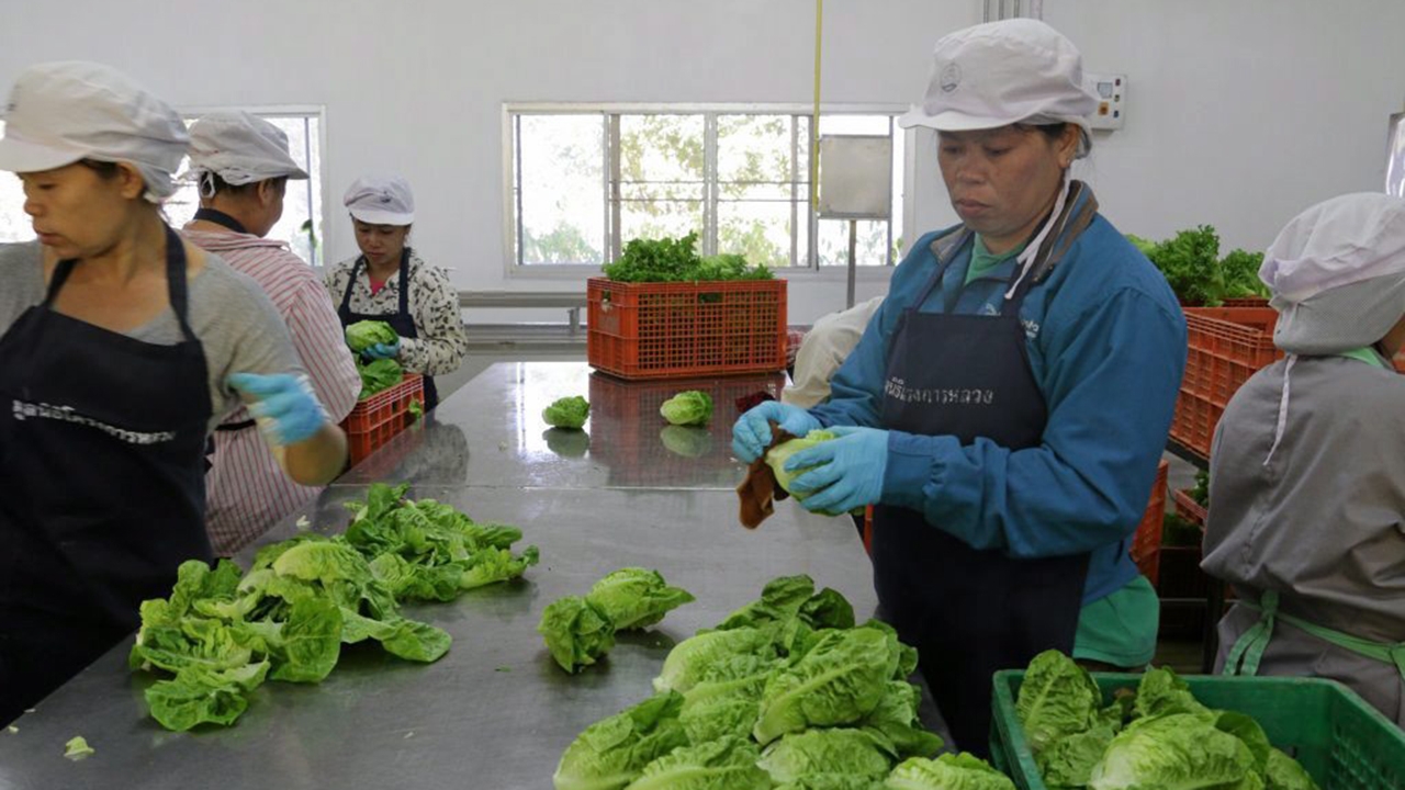 เร่งสร้างมาตรฐานโรงคัด รองรับผลผลิตแปลงใหญ่