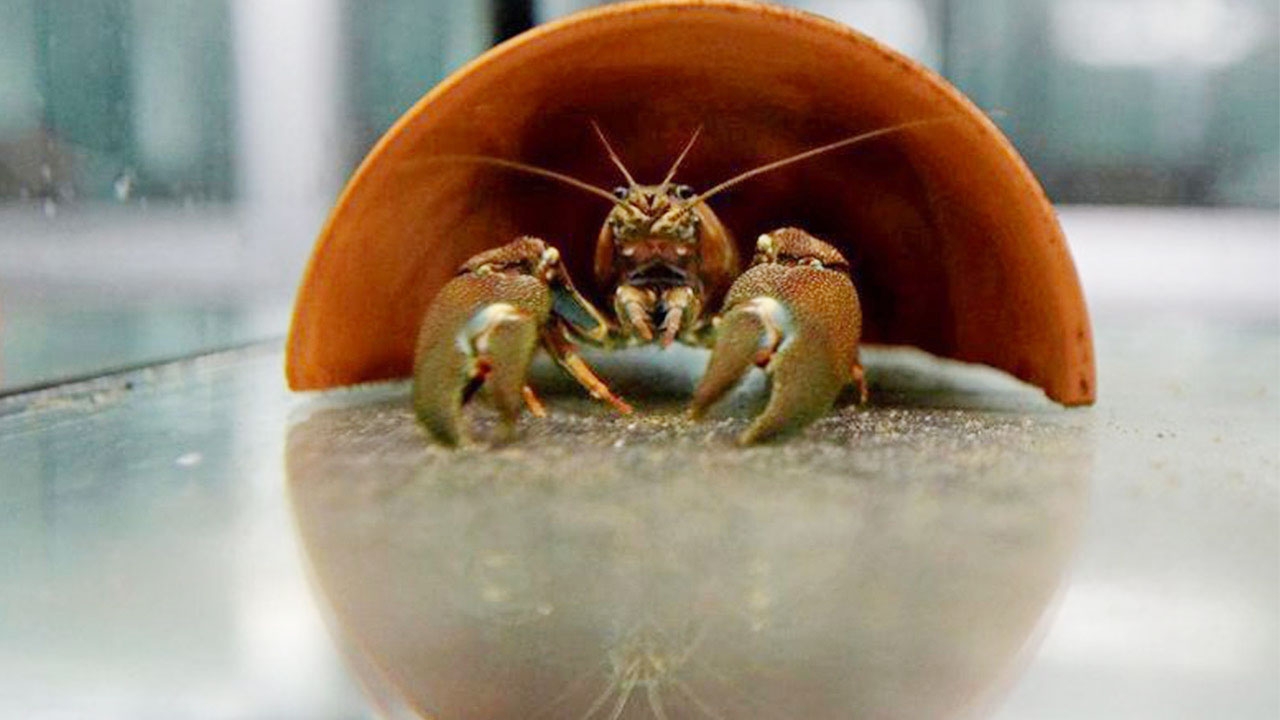 โรงเบียร์เช็กใช้กุ้งเครย์ฟิชตรวจสภาพน้ำ