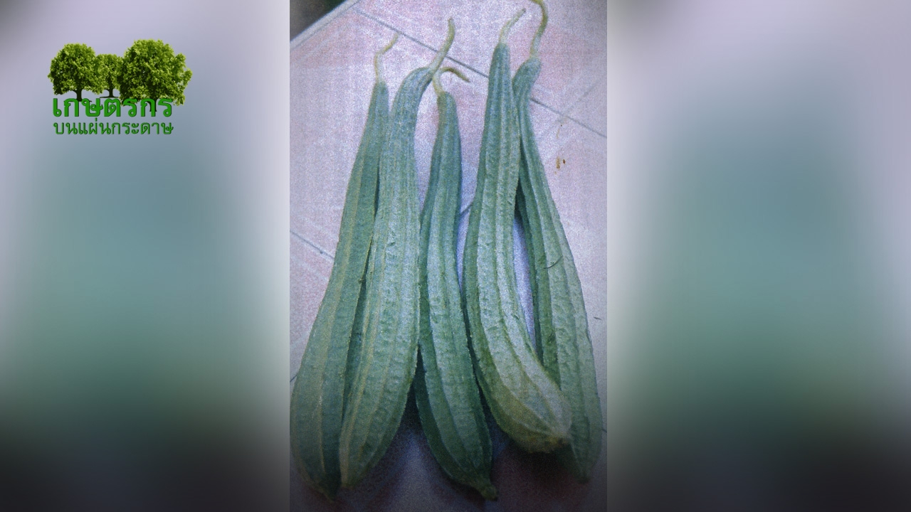 “เมล็ดบวบเหลี่ยม” แก้หืดหอบได้