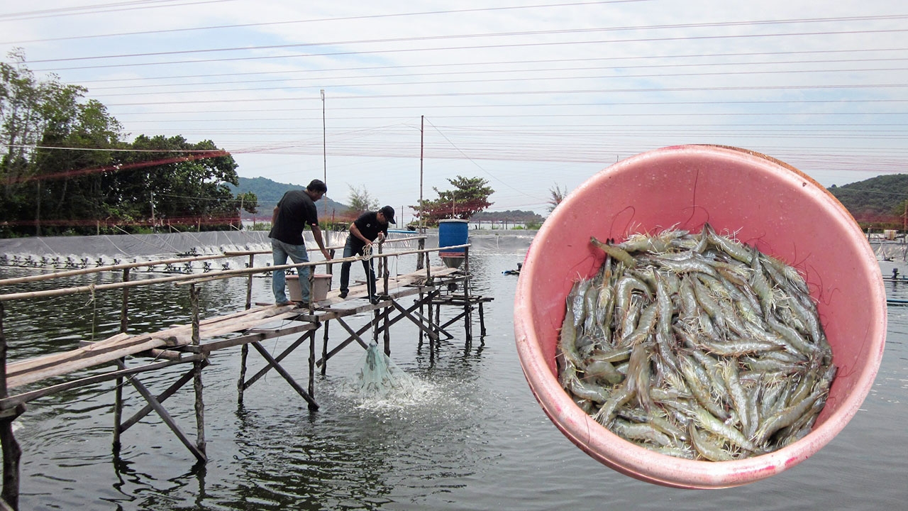 เลี้ยงกุ้ง 3 สะอาด 2.3 ไร่ กำไรล้านกว่าๆ