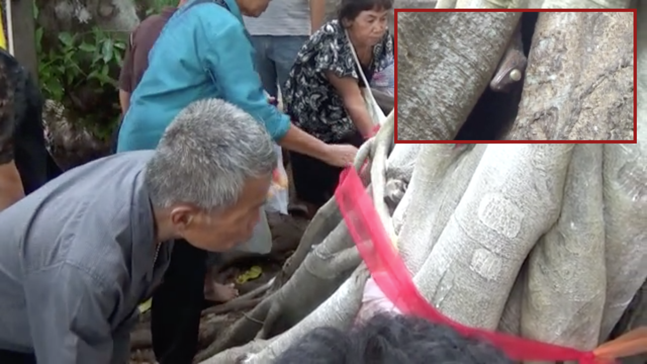 คอหวยส่องต้นมะเดื่อ คำชะโนด ตุ๊กแกโผล่เห็นเลข 7 ชัด ไม่พลาดเสี่ยงโชค