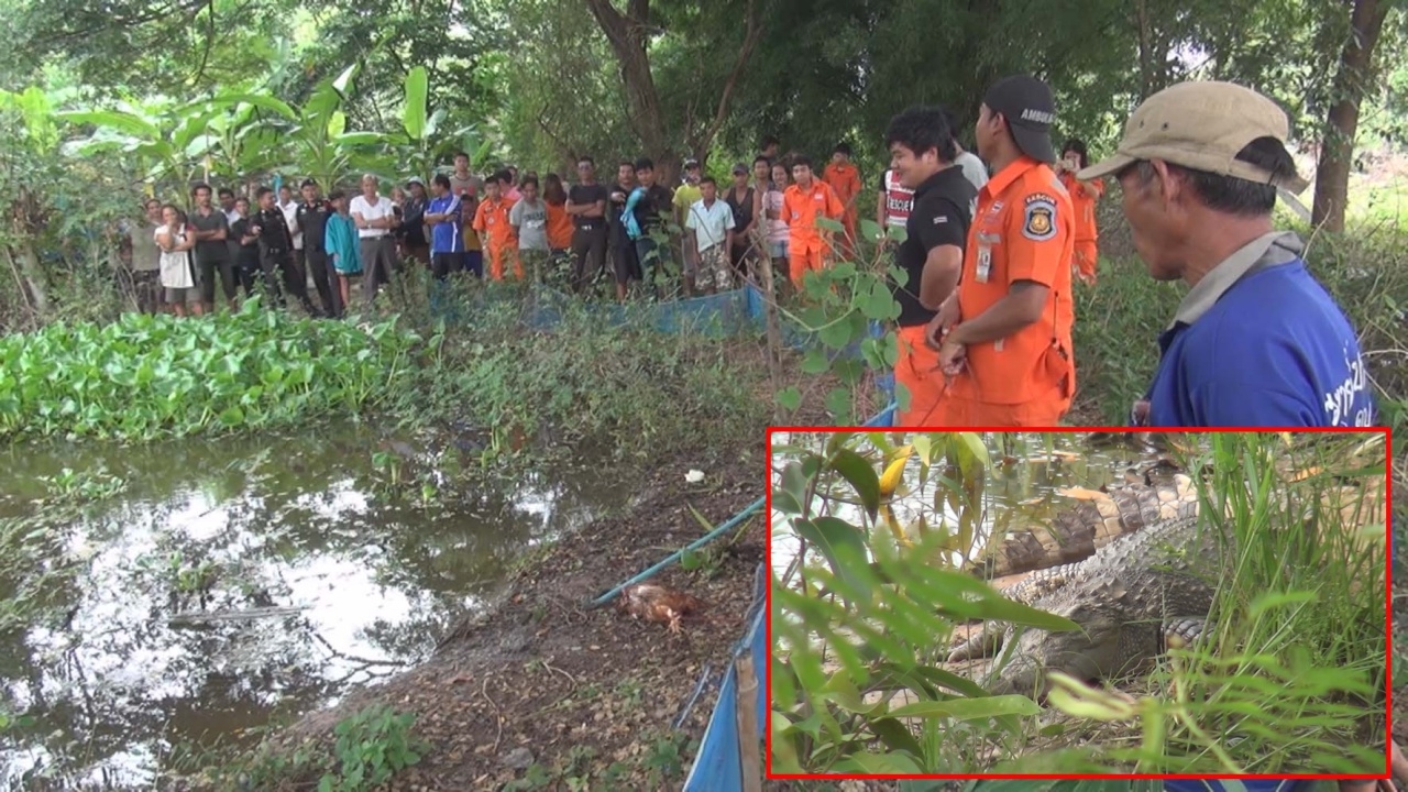 ชาวบ้านเมืองขอนแก่นผวา! จระเข้ยาวเกือบ 2 ม. โผล่อาบแดดริมบึง