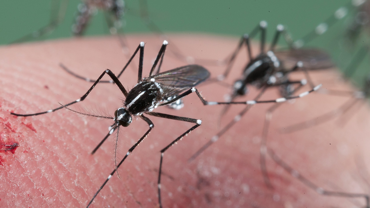 ฝนชุกสั่งเฝ้าระวัง ไข้เลือดออก-ซิกา