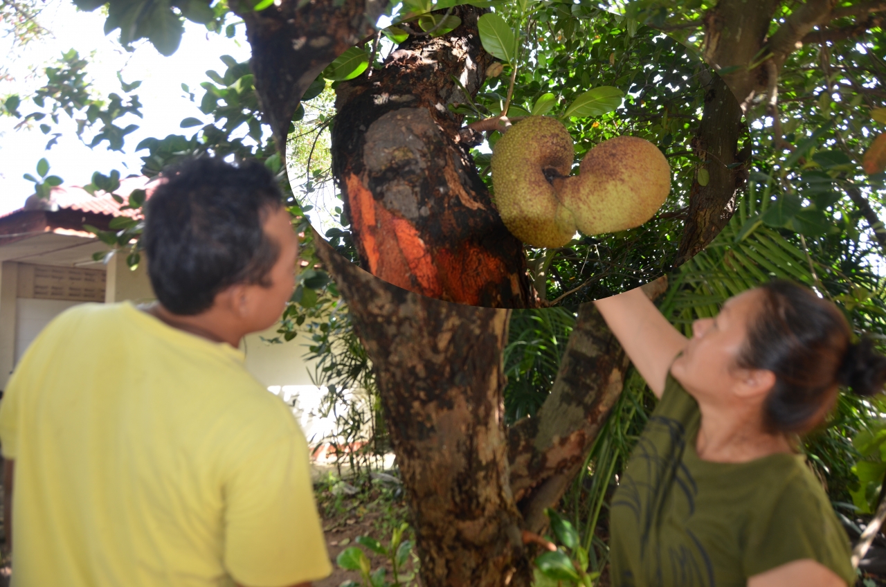 นักแสวงหาหวย บุกบ้านอดีตรมช. ลูบคลำขนุนสัปดน ได้เลขเด็ดสมใจ