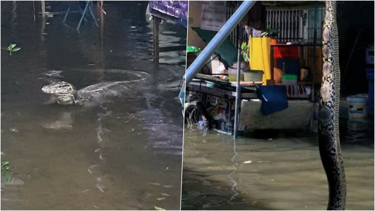 ขนลุกซู่! โซเชียลแชร์ภาพสัตว์เลื้อยคลานโผล่หนีน้ำท่วม งู-พี่เห้ มาครบ