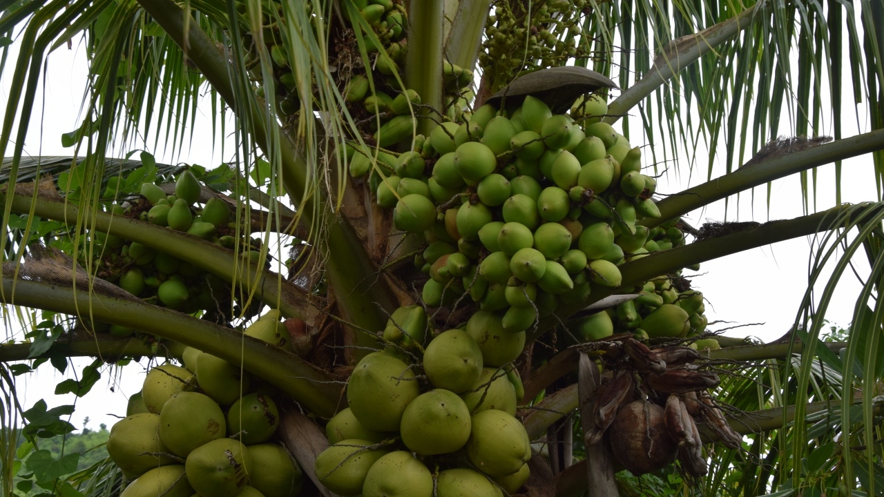 เชื่อ มีนางไม้สถิตให้โชค มะพร้าวประหลาด! ต้นเดียวออกลูกนับพัน 