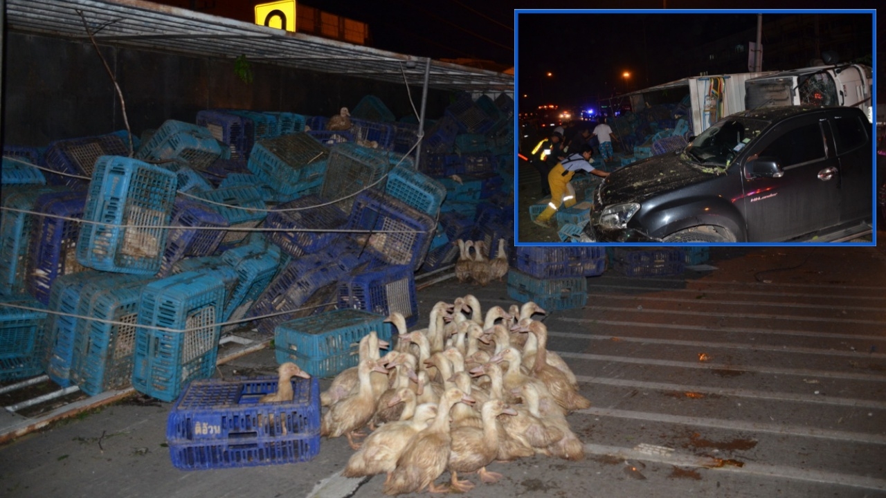  สิบล้อแหกโค้ง เทกระจาด เป็ดก้าบๆเดินเกลื่อนถนน ขนปลิวว่อน กลางนครปฐม