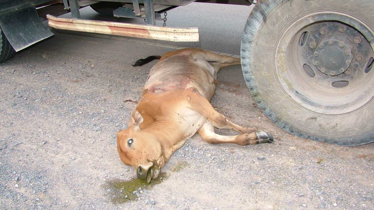 วัววิ่งตัดหน้ารถโม่ปูนถูกทับดับ ตร.ให้ซากกับคนขับ เป็นค่าเสียหาย