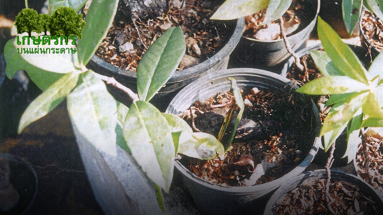 “จี้ดง” ยาดีชาวเขา