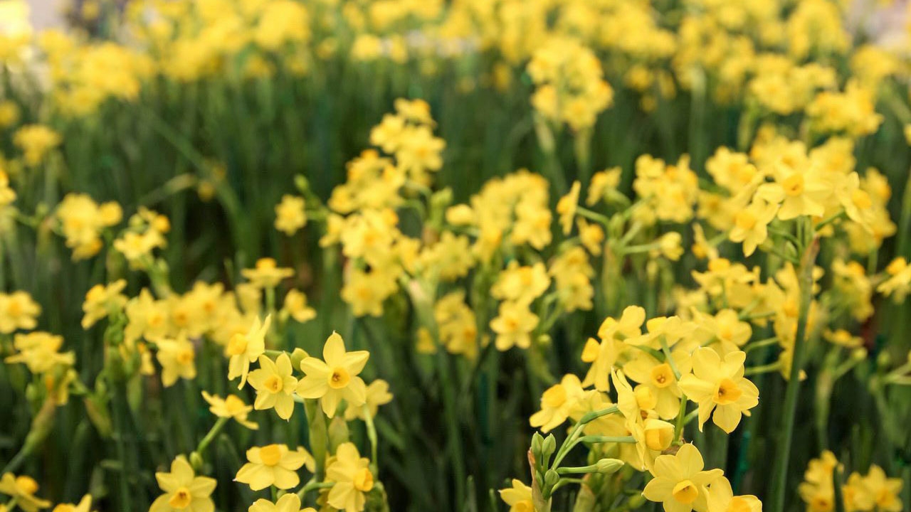 ดอกดารารัตน์บานสะพรั่ง ถวายความภักดีในหลวง ร.9