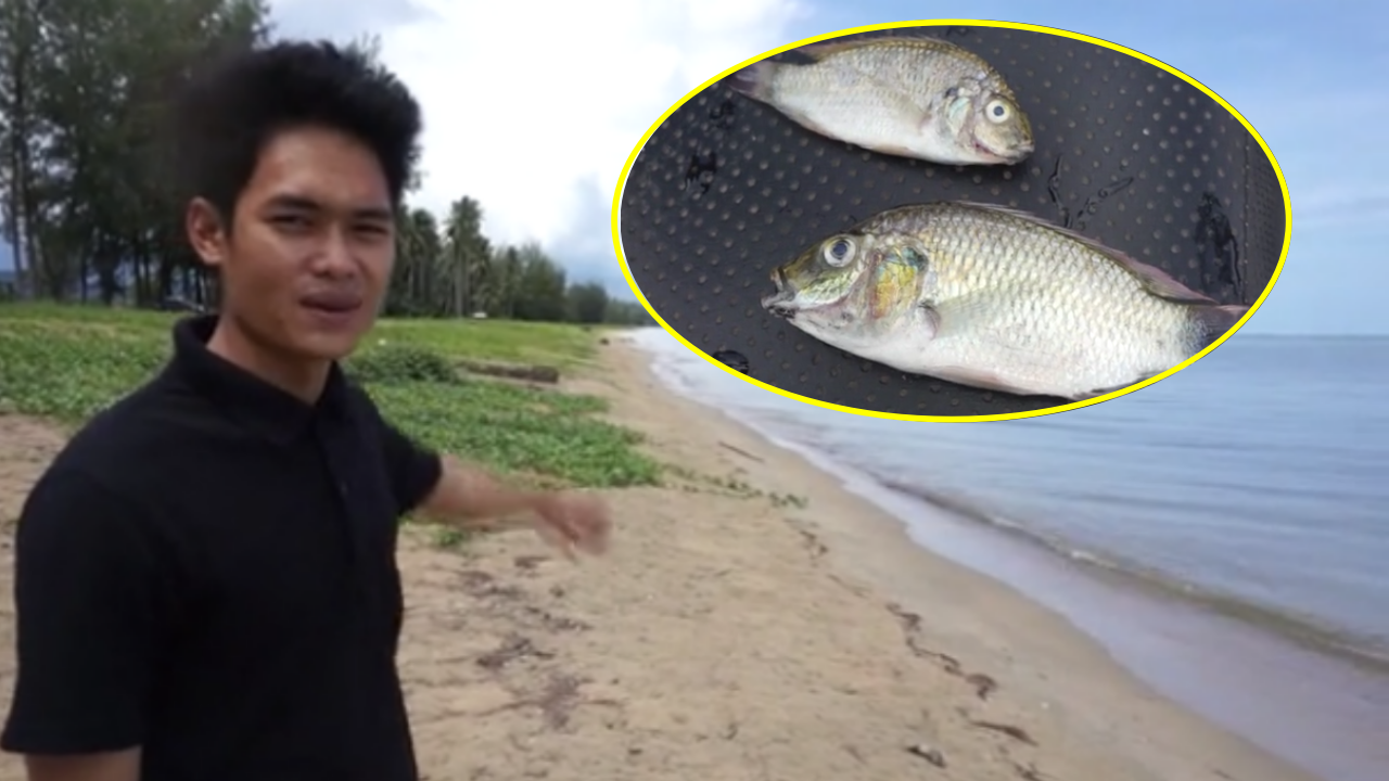 หายนะจะมาเยือน! พบปลาหมอคางดำ เอเลี่ยนจอมเขมือบ ชายฝั่งทะเลชุมพร 