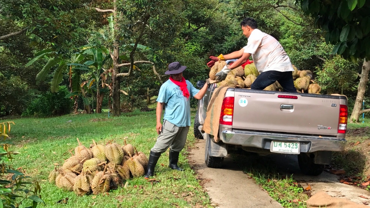 เกาะสมุย มีทุเรียน! ออกปลายฤดู ราคาดี พ่อค้าแย่งกันซื้อ 