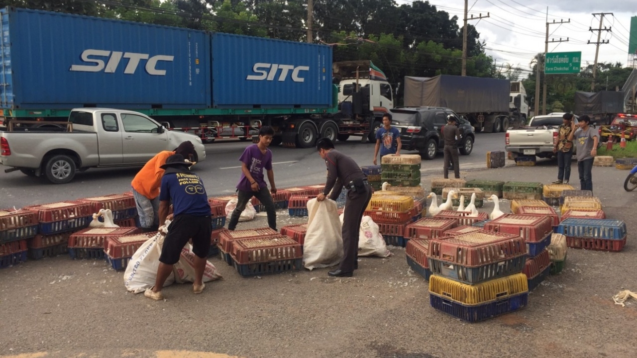 ปิกอัพชนรถกระบะบรรทุกเป็ด เทกระจาดเกลื่อนถนน ไล่ต้อนเข้าคอกจ้าละหวั่น