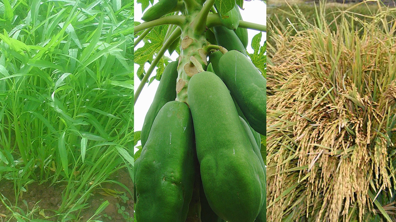 รัฐลุยคุ้มครองพันธุ์พืช เก็บไว้ปลูกเองได้ ถ้าขายต่อเชิงพาณิชย์มีโทษหนัก