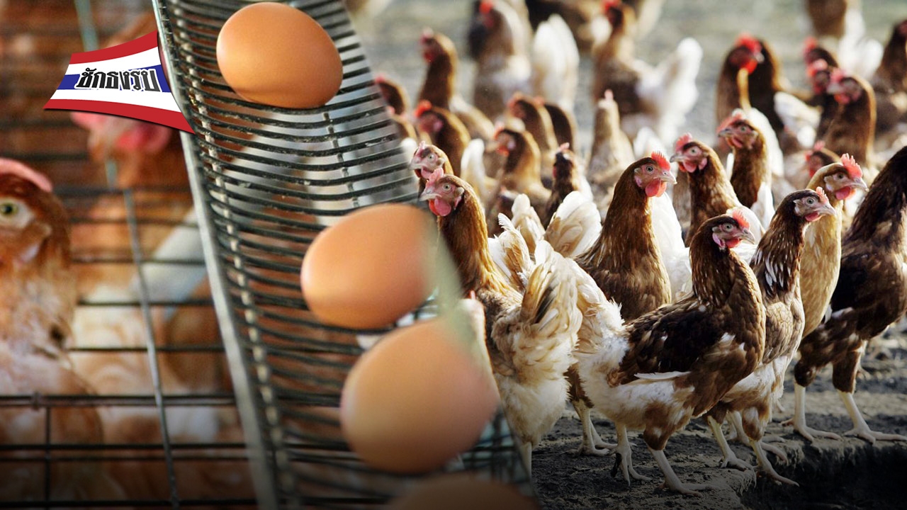 เรื่องเล่าจากเล้าไก่