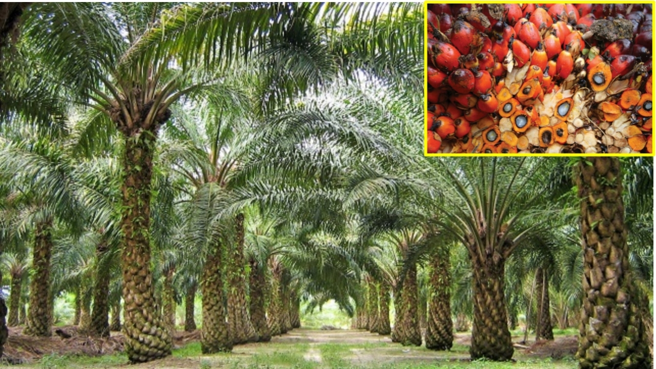 ก.เกษตรฯ ชี้แนวทางดำเนินการ พ.ร.บ.ปาล์มน้ำมันและน้ำมันปาล์ม