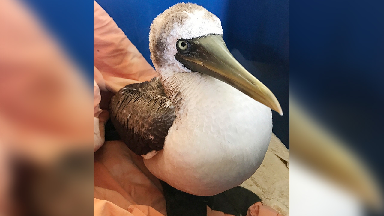 พบนกทะเลเขตร้อนหายาก ในรัฐแมสซาชูเสตต์