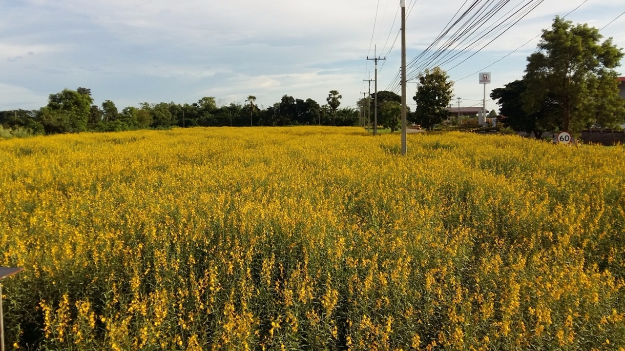 ทุ่งปอเทือง10 ไร่ บานสะพรั่งที่สวรรคโลก ชาวบ้านรวมใจปลูกถวายในหลวง ร.9