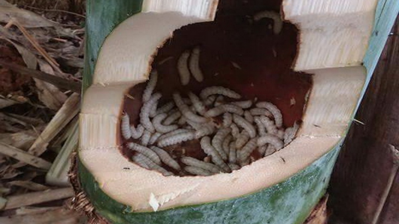 รถด่วน ในบ้องไม้ไผ่ ไปดูคนนาแห้ว รวยเพราะ ‘หนอน’