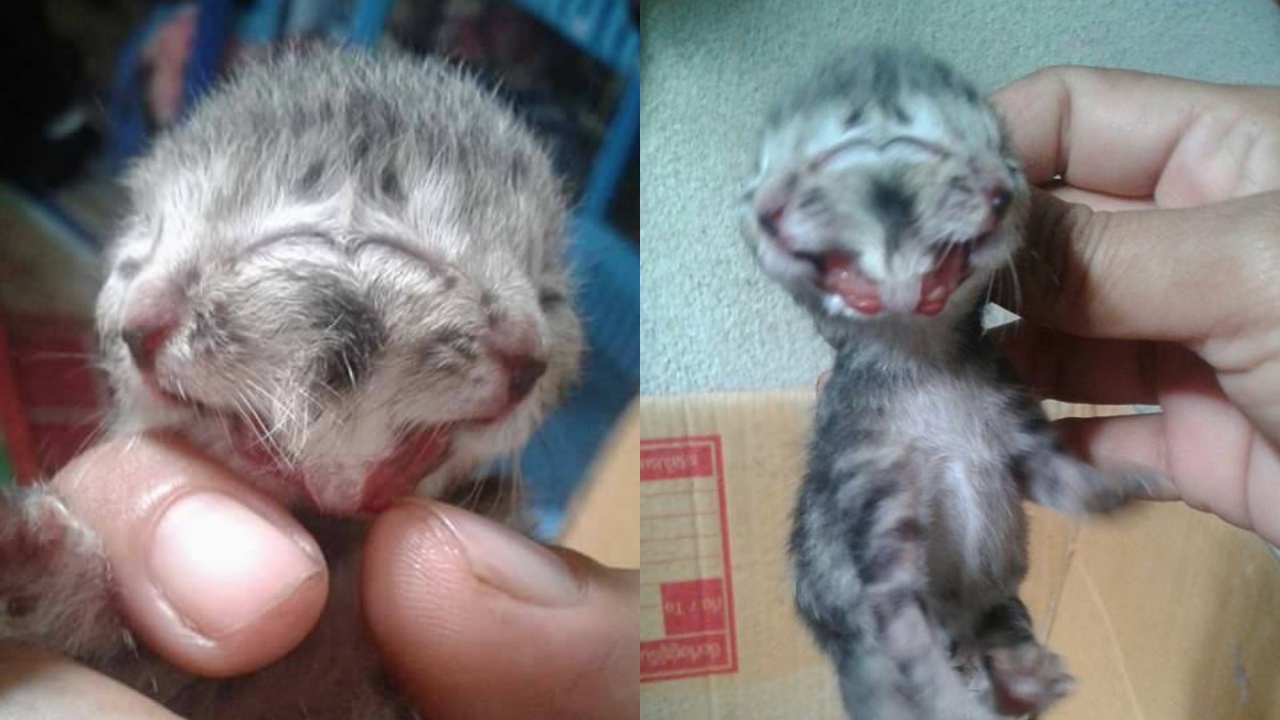 แปลกแต่จริง! แมวสองหน้า 2 ปาก 2 จมูก คอหวยไม่พลาดวิเคราะห์เลขเด็ด 