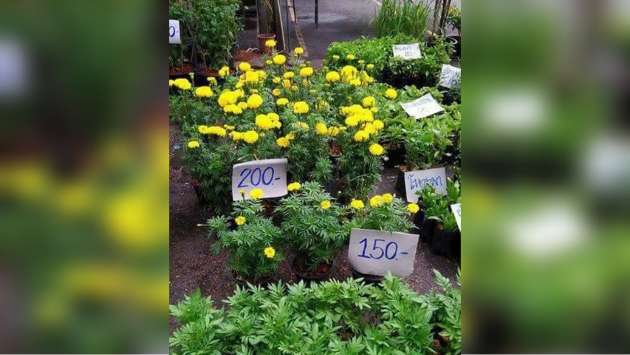 ชาวเน็ตโวย ร้านค้าฉวยขึ้นราคาต้นดาวเรือง ต้นนึงเกือบ 200 บาท