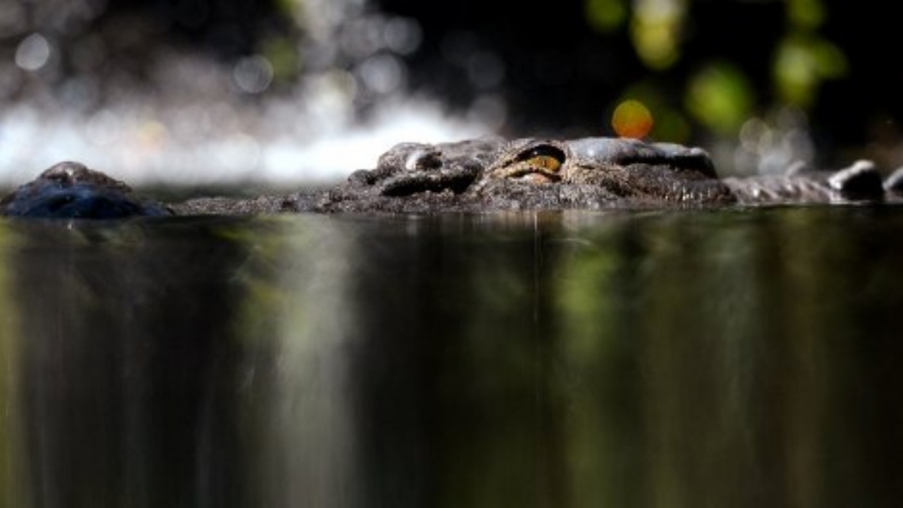 ช็อก ยายวัย79 สมองเสื่อม หายไปจากบ้านพักคนชรา หวั่นถูกจระเข้กินไปแล้ว