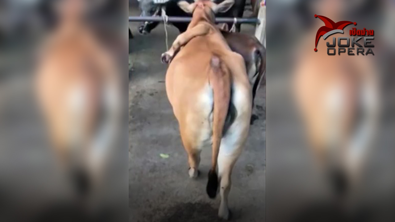 โคห้าขาเป็นดาราดวงเด่น (คลิป)