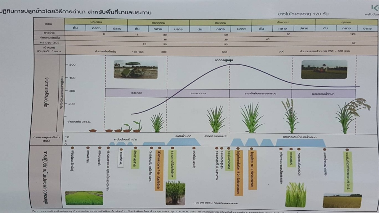 เปิดตัวปฏิทินปลูกข้าวหวังช่วยชาวนาลดต้นทุน-เพิ่มผลผลิต 