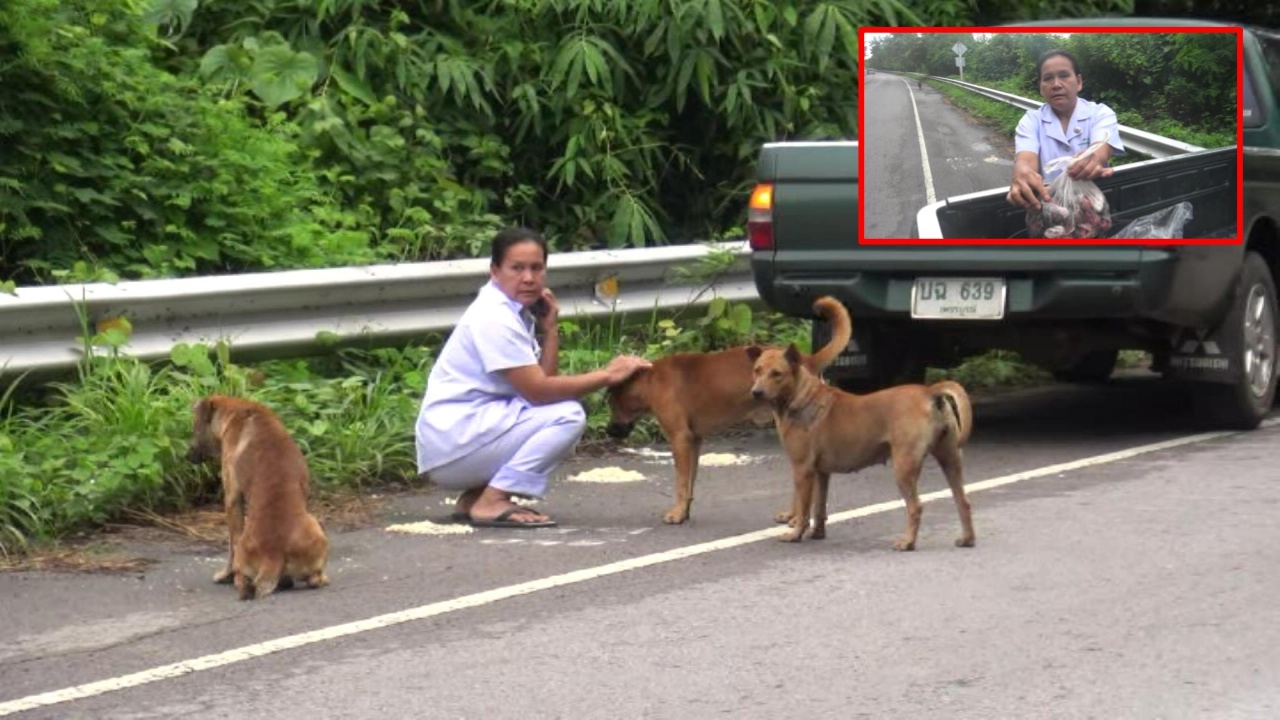 นางฟ้ามาโปรด! พยาบาลใจบุญให้อาหารครอบครัวหมาจรจัดนับปี