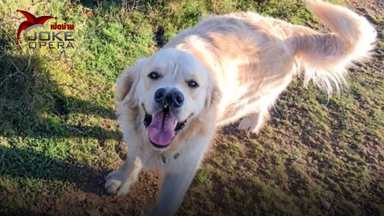 เจ้าตูบเกิดมามีสองจมูก (คลิป)