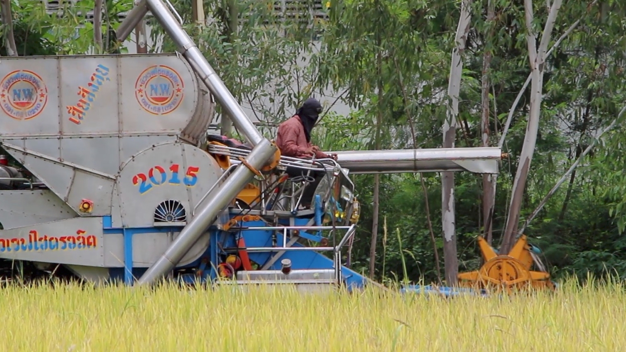 ชาวนากาฬสินธุ์ เร่งเกี่ยวข้าวหนีน้ำท่วม หวั่นน้ำชีเอ่อ ทำนาข้าวเสียหาย