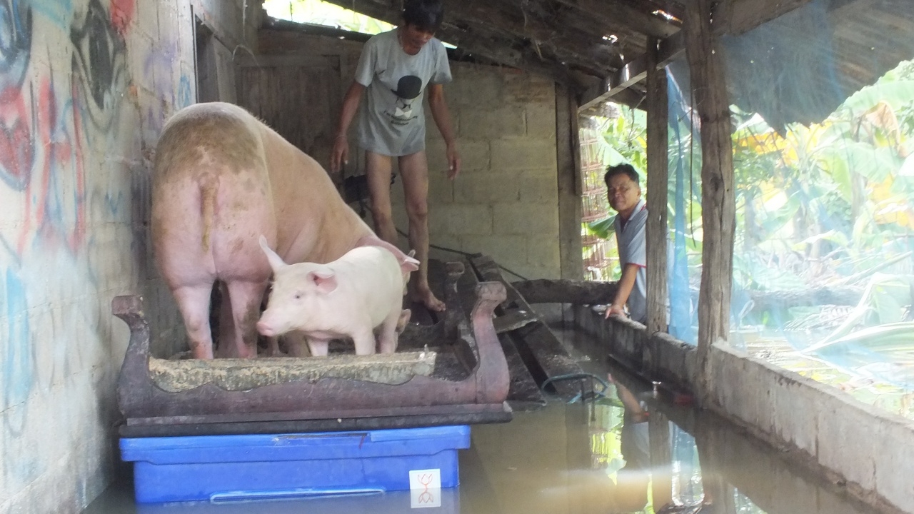 น้ำมูลล้นตลิ่งไหลท่วมบ้านวังกุ่ม  อ.พิมาย ชาวบ้านเก็บของหนีไม่ทัน